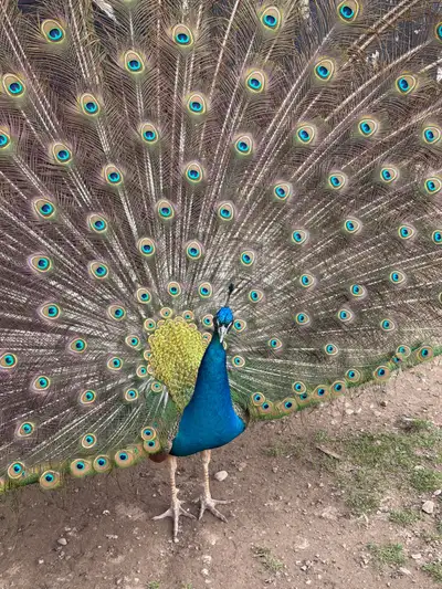 Fertilized Peacock Eggs Available, View more
