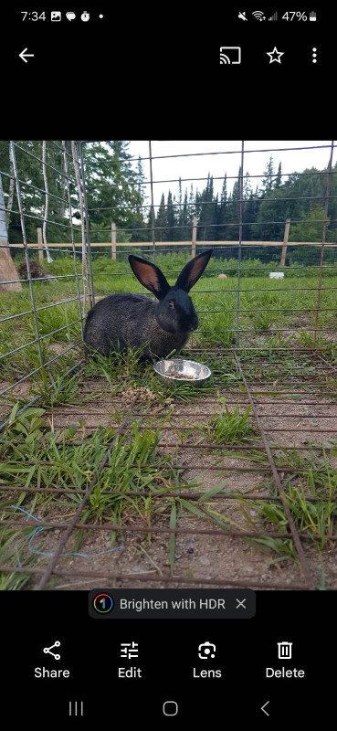 LOVING, CUDDLY MALE BUNNY NEEDS A HOME - 3 YEARS OLD in Small Animals for Rehoming in Sault Ste. Marie - Image 3