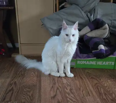 Meet Zyrax, a purebred Maine Coon with stunning white fur and captivating heterochromia eyes (one bl...