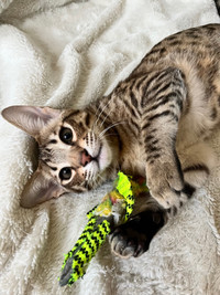 F7  savannah kittens registered with tica(papers)