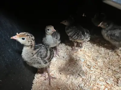 turkey poults!, View more