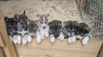 Chiots husky, View more