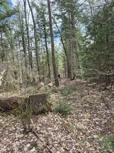 20 acres in Nipissing Northern Ontario, View more