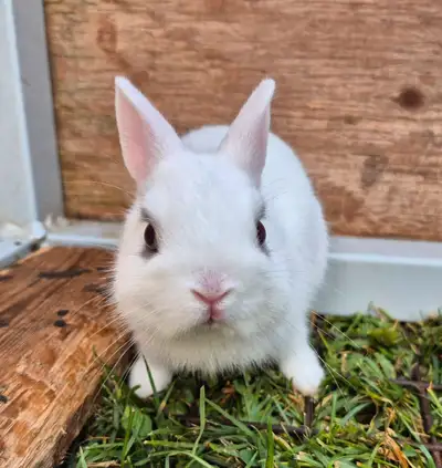 Super cute netherland dwarf bunnies available! Three white with grey around the eyes. Born April 29t...