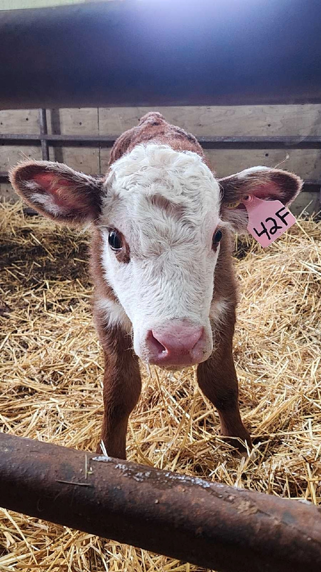 Pasture wanted dans Animaux de ferme  à Medicine Hat