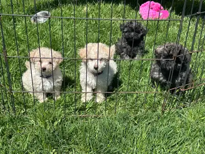 small toy poodle puppies, View more