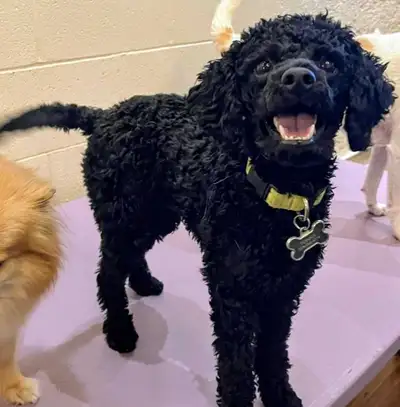 Rehoming miniature  poodle x, View more