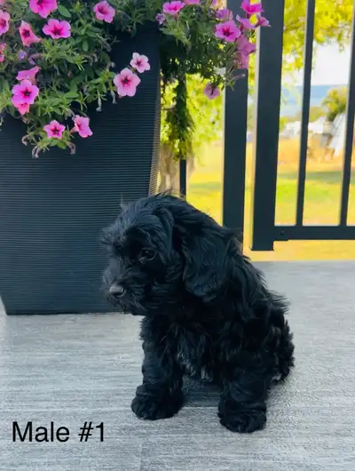 Shihpoo puppies ❤️, View more