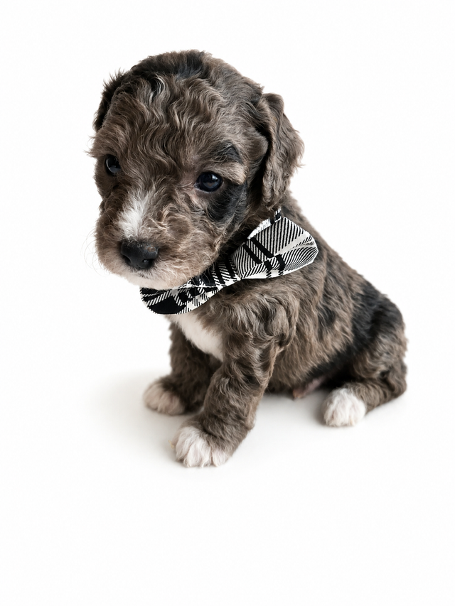 MINIATURE & MICRO Bernedoodles / St Berdoodles in Dogs & Puppies for Rehoming in Vancouver - Image 7