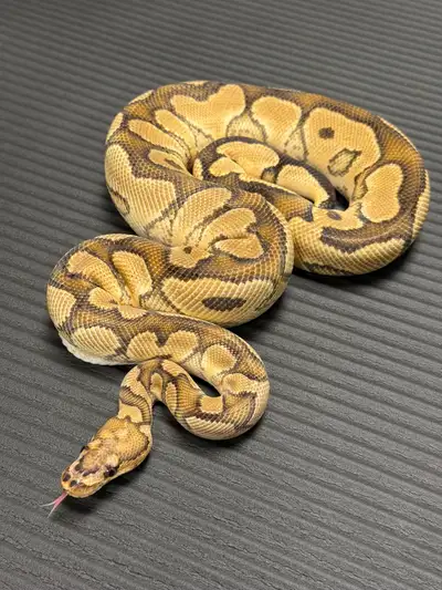 Orange dream Yellowbelly RedStripe Clown ball python Ball python, Male Asking $300 —————————————————...