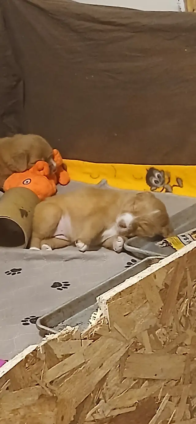 TruePatriot Tollers is now accepting applications! in Dogs & Puppies for Rehoming in Woodstock - Image 20
