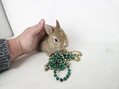 Bonjour, Nous avons des petits bébés lapins nains néerlandais purs race de disponibles à la réservat...