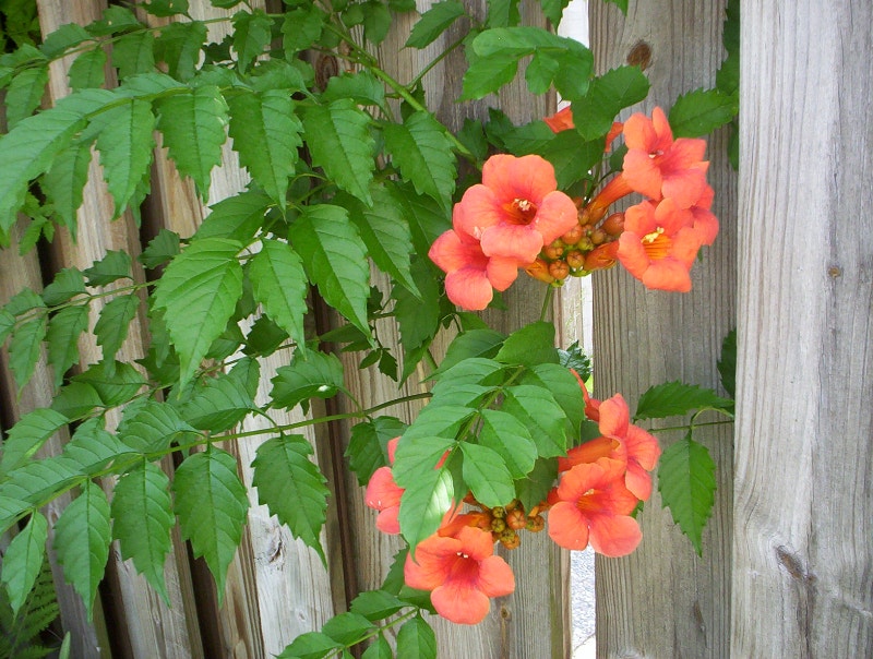 Trumpet Vine Plant or vines Perennial Other Plants Plants