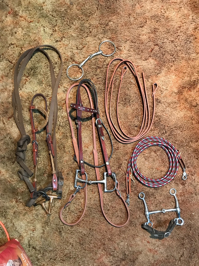 Various horse tack in Equestrian & Livestock Accessories in Brantford