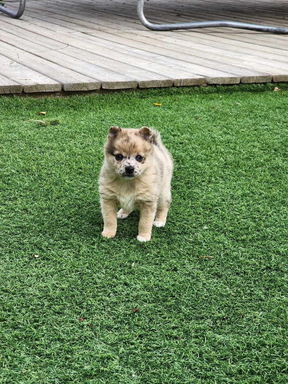 Mini Pomsky Puppy for Adoption | Dogs & Puppies for Rehoming ...
