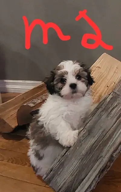 shihtzu cross puppies, View more