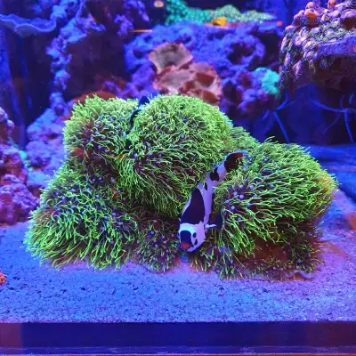 Green Star Polyp Frags
