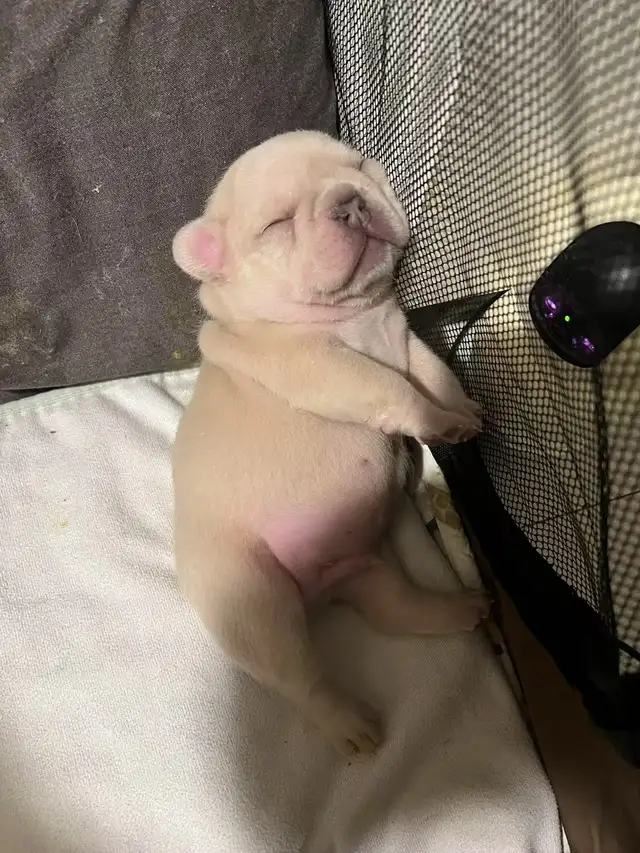 Cute French Bulldog Puppies for Sale! in Dogs & Puppies for Rehoming in City of Toronto - Image 8