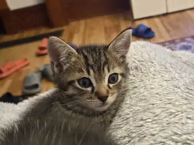 Kittens 4(3months old), View more