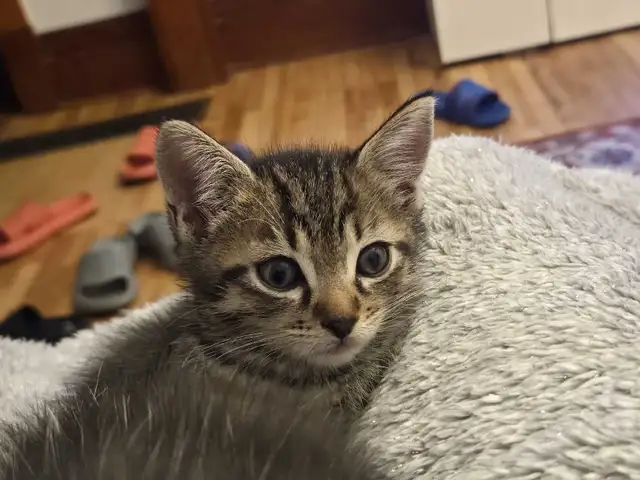 Kittens 4(3months old) in Cats & Kittens for Rehoming in Saint-Hyacinthe - Image 2