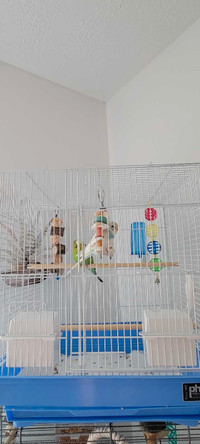 Cage à oiseau avec accessoires *sans oiseaux*