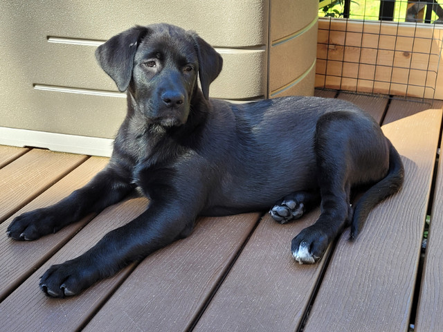 Great Pyrenees/Lab cross puppy in Dogs & Puppies for Rehoming in Comox / Courtenay / Cumberland