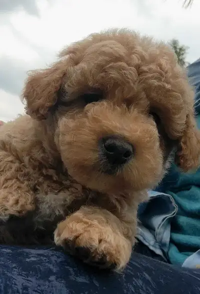 ❤️3 Purebred Tiny Toy Poodle puppies❤️, View more