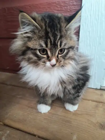 male kitten looking for his forever home., View more