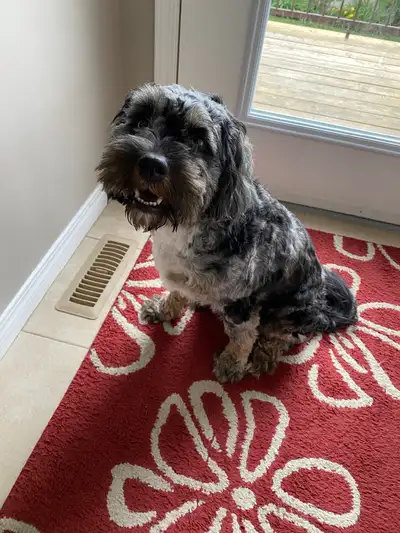 1 year old male Cavapoo to re-home, View more