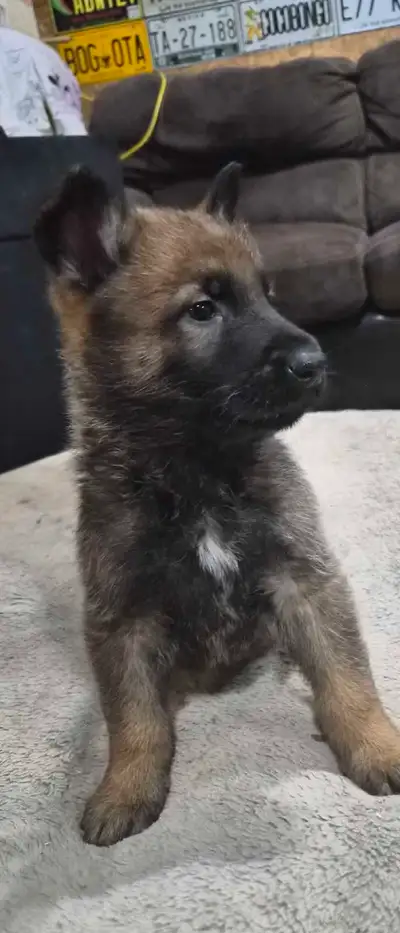 german shepherd puppy chiot, View more