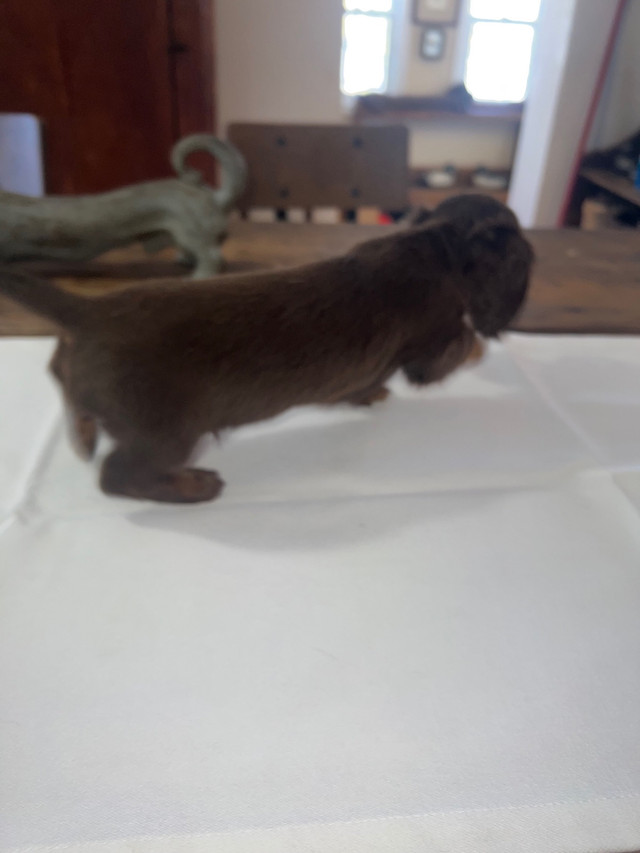 Teckels  miniatures dachshunds dans Accessoires  à Saint-Hyacinthe