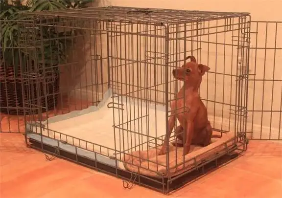 Potty Training Puppy Apartment® by Modern Puppies