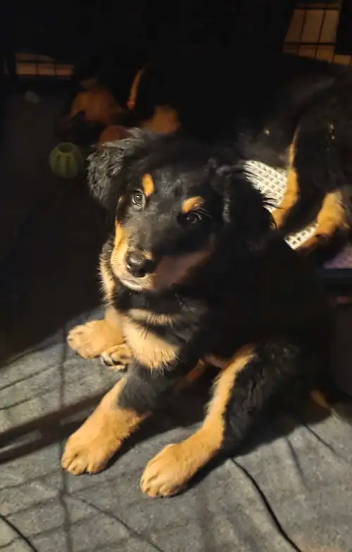 Papa caniche royale( 70lbs) Jackson Maman bouvier bernois(95lbs) Bella Manipulés a chaque jour avec...