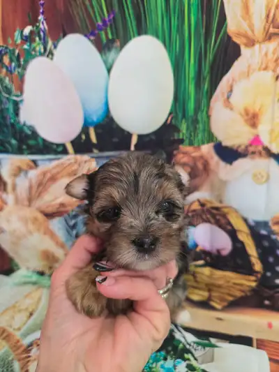 YORKSHIER TERRIER PUPPY ( Blue Merle male), View more