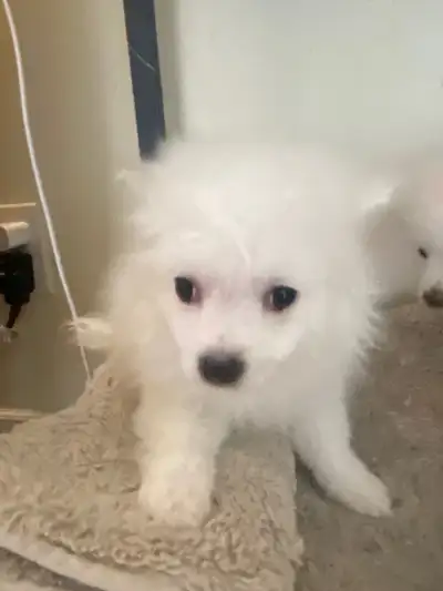 Pomeranian puppies ready for rehoming , View more