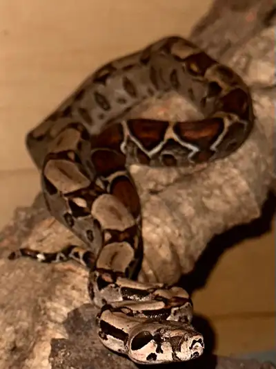 exotics animal rescue , View more