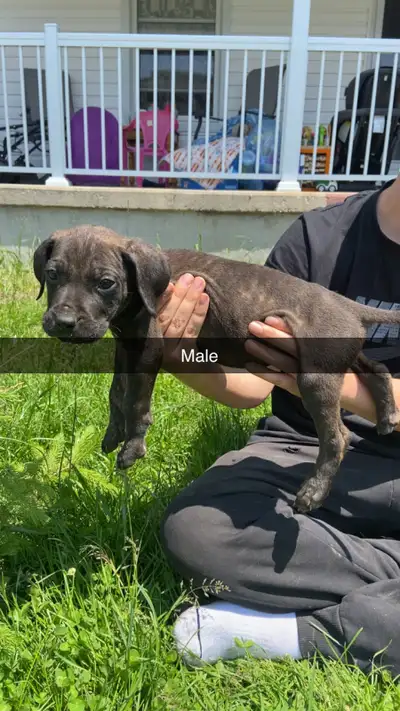 Cane Corso puppies ready for they’re new forever home fully vaccinated and dewormed come pick up you...