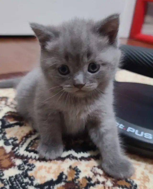❤️❤️ Purebred British shorthair kittens in Cats & Kittens for Rehoming in West Island - Image 6