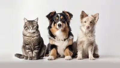 We offer compassionate pet care services to meet your needs: dog walking, pet sitting, overnight boa...