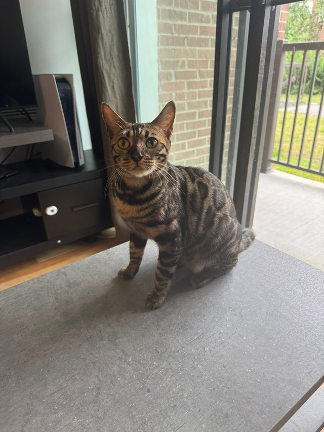 Chat à vendre dans Chats et chatons à adopter  à Laval/Rive Nord - Image 4