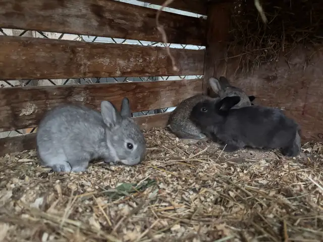 Bébé lapin nains croisés in Small Animals for Rehoming in Trois-Rivières - Image 7