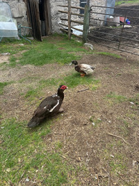 Wanted Muscovy Duck Hens 