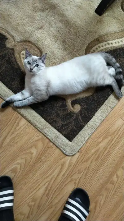 Exotic kittens available for adoption, View more