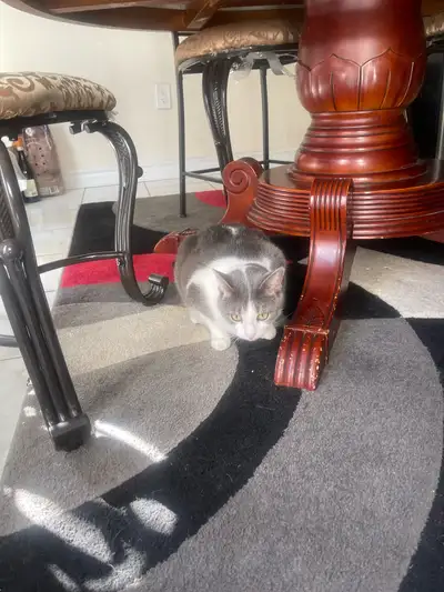 cat for sale looking for a good loving family , View more