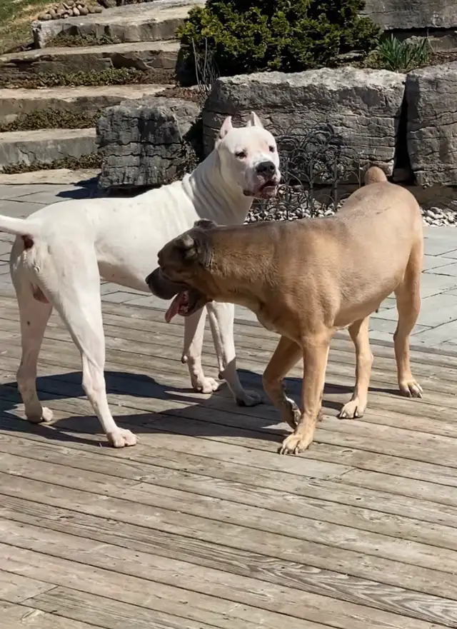 Argentino X Corso Puppies Have Arrived!!!!! in Dogs & Puppies for Rehoming in Barrie - Image 7