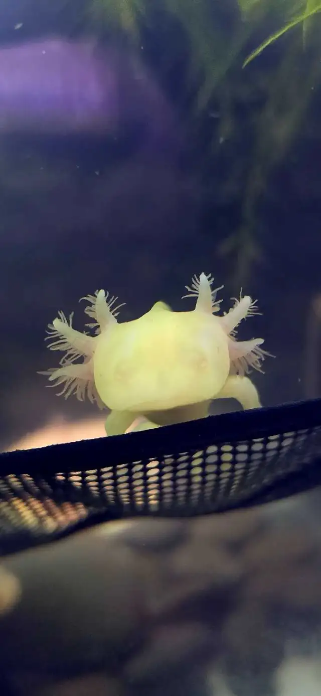 Axolotls for SALE! in Reptiles & Amphibians for Rehoming in Mississauga / Peel Region - Image 4