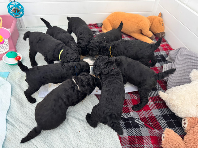 Standard poodle puppies in Dogs & Puppies for Rehoming in Ottawa - Image 4