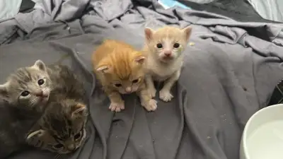 Adorable Kittens, View more