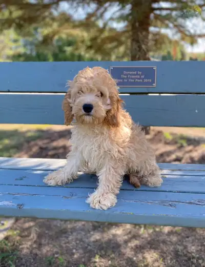 Miniature Cockapoo puppies , View more