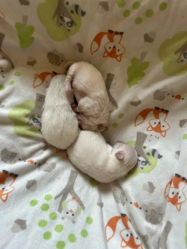 TEENY TINY POMERANIANS in Dogs & Puppies for Rehoming in Winnipeg - Image 7